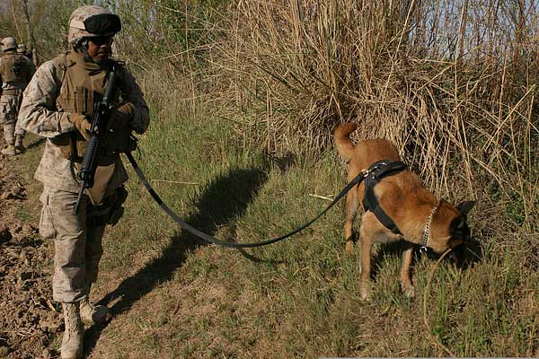 Los nuevos sniffers electrónicos son más perfectos que nunca... pero inferiores al olfato de un perro