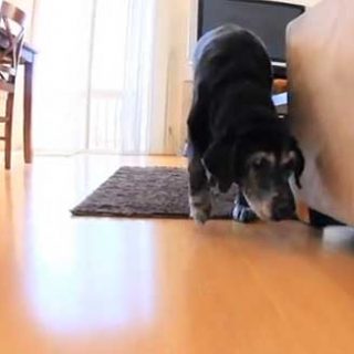 Tracerz Scent hace la vida más fácil a los perros ciegos con marcadores olfativos.