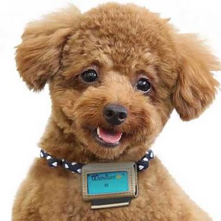 Wandant es un dispositivo que acaba de lanzar al mercado japonés la multinacional Fujitsu. Se trata de un pequeño podómetros de sólo 16 gramos de peso que se acopla al collar del perro.