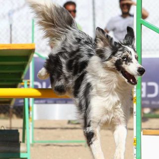 Con ésta en Pontevedra termina el calendario 2012 de Agility RSCE, el año que viene más... y mejor.