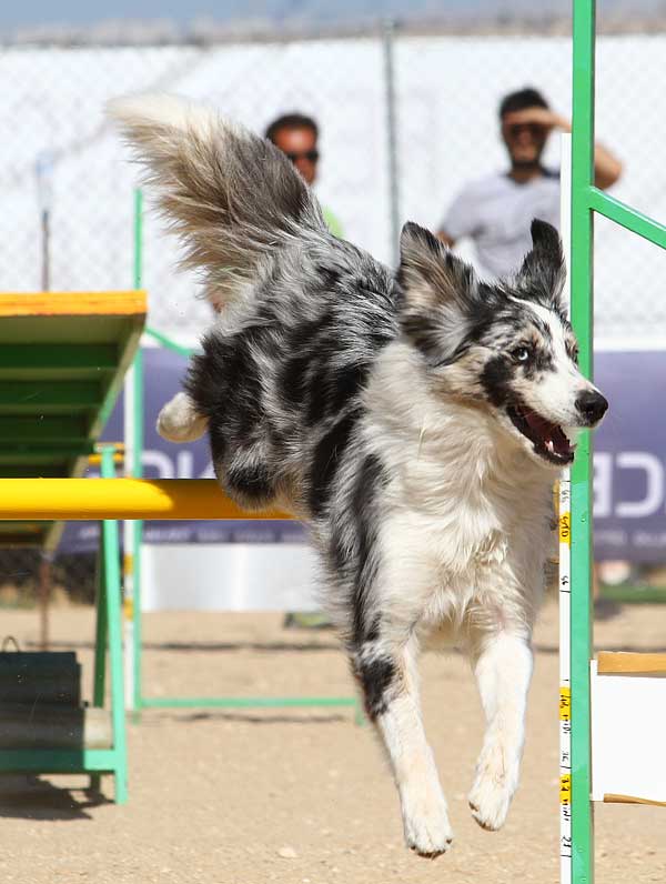 Con ésta en Pontevedra termina el calendario 2012 de Agility RSCE, el año que viene más... y mejor.