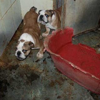 El Refugio denuncia la existencia de criaderos ilegales de perros en España