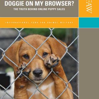 La verdad que se oculta tras la venta de cachorros en Internet, informe de la IFAW.