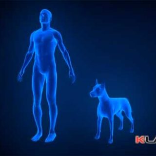 Tratamiento láser para perros. ¿Cuándo es útil y recomendable el láser en los perros?