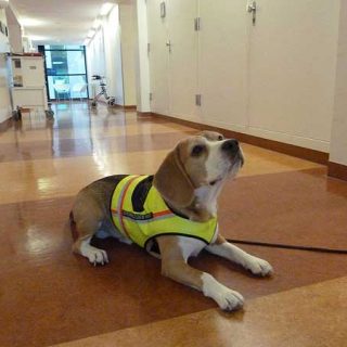 Los perros pueden detectar la bacteria Clostridium difficile (el agente infeccioso que es responsable de muchos de las temidos "infecciones hospitalarias").