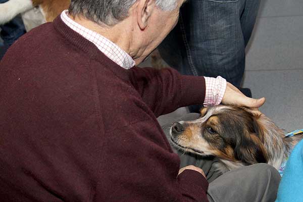 Los perros de la Protectora de Alcoy felicitan la Navidad a los residentes del centro de Gormaget.