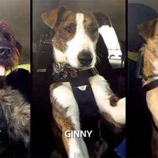 El vídeo de los perros conduciendo ha dado la vuelta al mundo. Parece la última chorrada de Internet... ¿o tal vez no lo sea?
