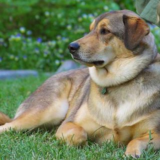 Mi perro perfecto, así debería ser, y así es.