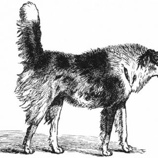 Los perros sin cola no son percibidos de igual forma por los otros perros (estudio científico).