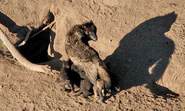 Y el hombre creó al perro es un imprescindible documental de National Geographic (vídeo de hora y media).