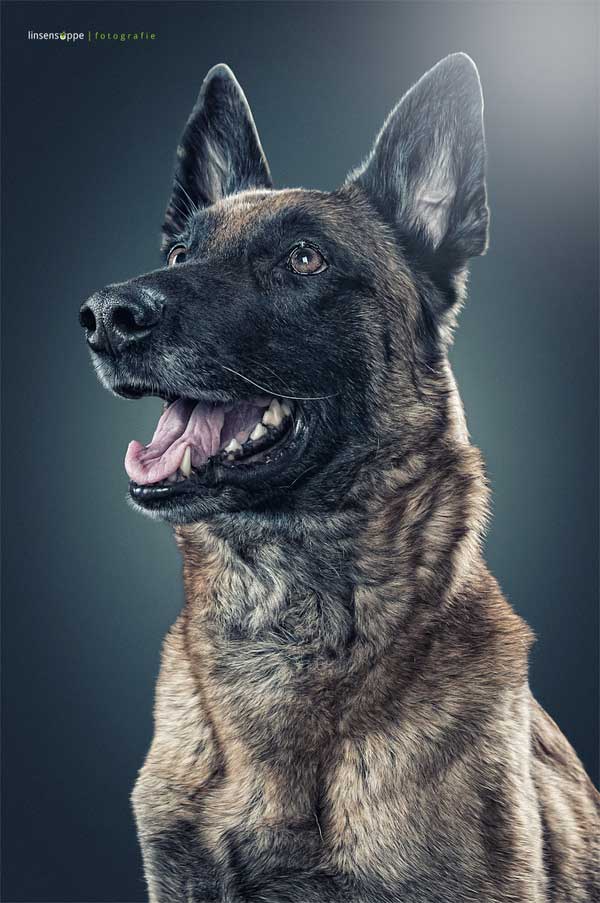 Fotos de perros de Daniel Sadlowski, los mejores retratos perrunos.
