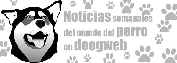 Crece la tendencia a la adopción de perros, Recuperación del lobo ibérico, Se piensan que un perro es un cachorro de león, Siempre atracaba acompañado por su perro Yorkshire...