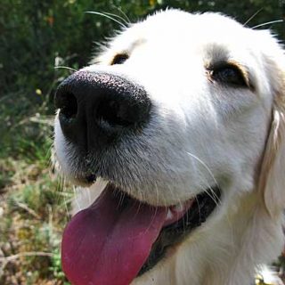 Curso de perros detectores, nivel I. La utilización del olfato para trabajar supone una gran estimulación mental, que muchas veces es mucho más importante que el ejercicio físico.
