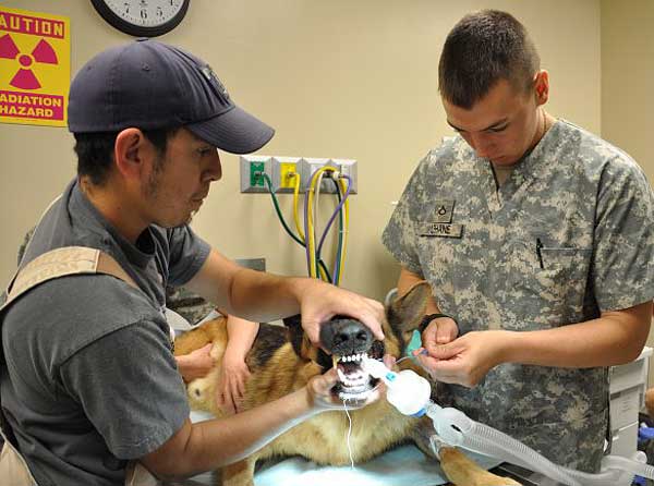 Primer hospital veterinario para perros militares en Afganistán.