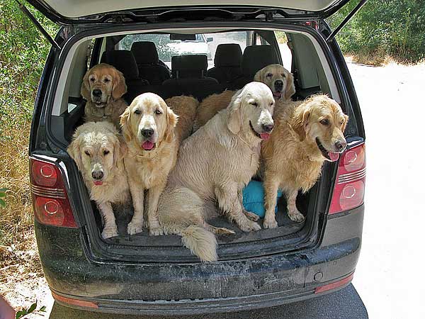 Viajando en coche con los perros... ¿cuándo nos pueden multar?