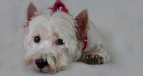 Nuevo salvapantallas de descarga gratis, en esta ocasión el Westy como protagonista.