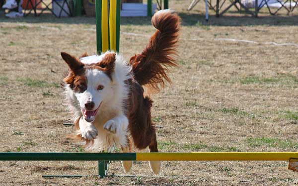 Próximo fin de semana, agility con: Club de Agility Ciutat Comtal, Club de Agility Zampican, Club de Agility Parbayón Cantabria y Club de Agility Illa Blanca.