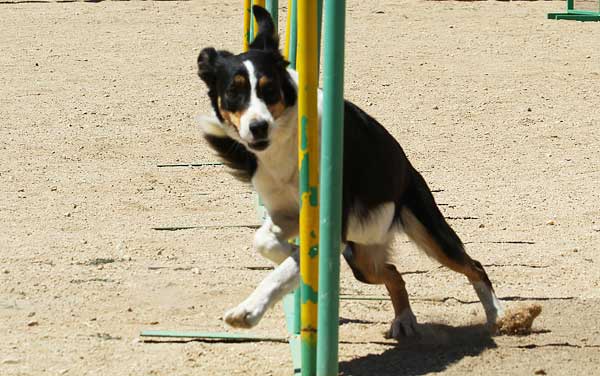 Agility del próximo fin de semana con: Club de Agility Canic, Club de Agility Palaciego y Club de Agility La Dama.