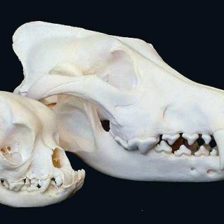 Los (muy) diferentes cráneos de los perros... cuestión de genética.