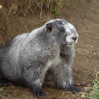 2 de febrero, día de la marmota. Por cierto, hoy no ha visto su sombre :)
