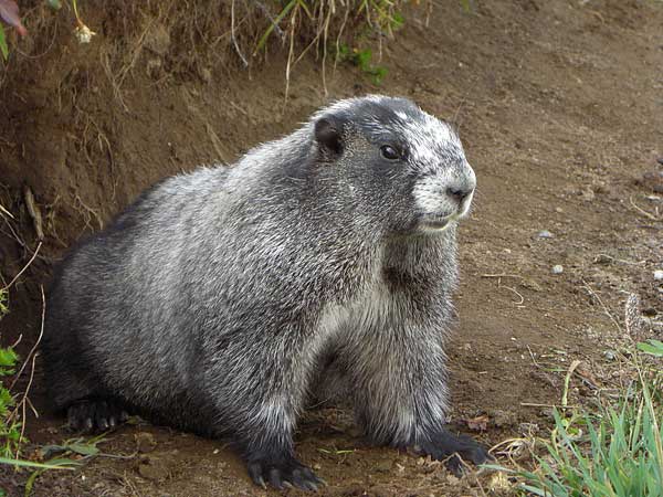 2 de febrero, día de la marmota. Por cierto, hoy no ha visto su sombre :)