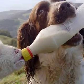 Jess es un Springer Spaniel... que da biberón a los corderos de su granja (vídeo).