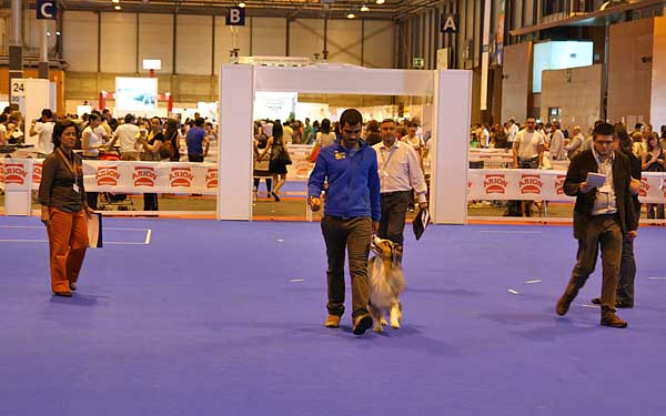 No habrá representación española en el Mundial de Obediencia 2013.