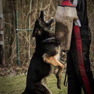 Nico Mayer es un fotógrafo alemán especializado en deporte con perros. Fotos impactantes.