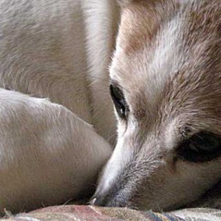 Crisis en los piensos contaminados con harina de cadáveres de perros.