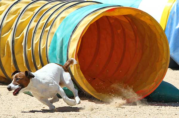 #Agility del próximo fin de semana: Club de Agility Eslon, Club de Agility Tercans, Club de Agility Costa Blanca y Club de Agility Parque del Alamillo.