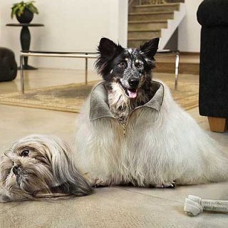 "No pongas el pedigrí por encima del perro", fotografía de Jamie Toh.