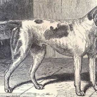 El primer perro "con pedigri" fue un pointer.