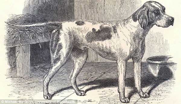 El primer perro "con pedigri" fue un pointer.