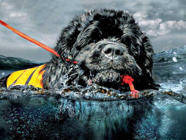 V Curso de Rescate acuático canino, en Denia, con el Grupo de Rescate Mare Nostrum.
