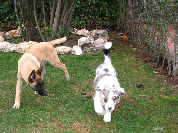 #Perros en el jardín, recomendaciones del American Kennel Club. Plantas peligrosas, y más...