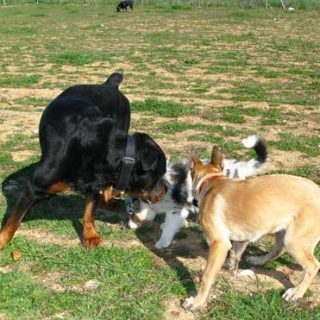 Socialización de cachorros con otros perros, el papel de los perros adultos.