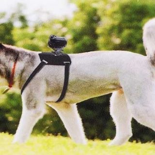 El accesorio AK-DM1 es un arnés que permite acoplar una cámara a los perros. Tomas espectaculares, pero también una gran ayuda en perros de rescate y trabajo.