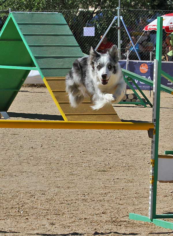 Agility 20-21 abril, con: Club de Agility Santa Quiteria, Club de Agility PiCan, Club de Agility Zampican y Club de Agility Eslon.