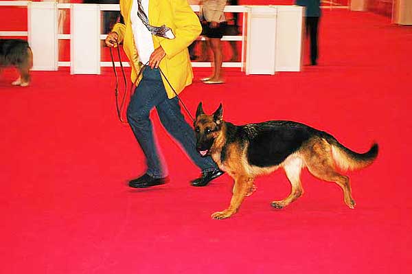 48 Exposición Canina Internacional de Bizkaia, próximo 14 de abril.