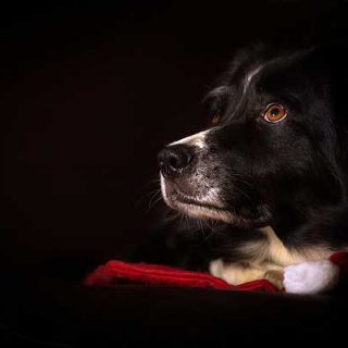 Hoy traemos a doogweb a Mathias Ahrens, fotógrafo alemán especializado en perros.