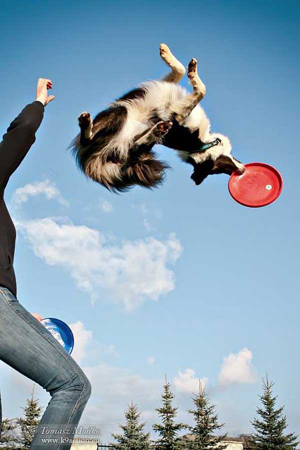 K9 Action, fantásticas fotografías de perros dog frisbee, agility y diversión.