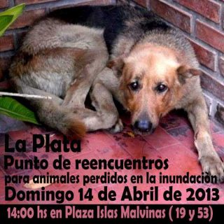 25.000 perros afectados por el temporal en La Plata. Muchos de ellos buscan a sus dueños en Facebook.