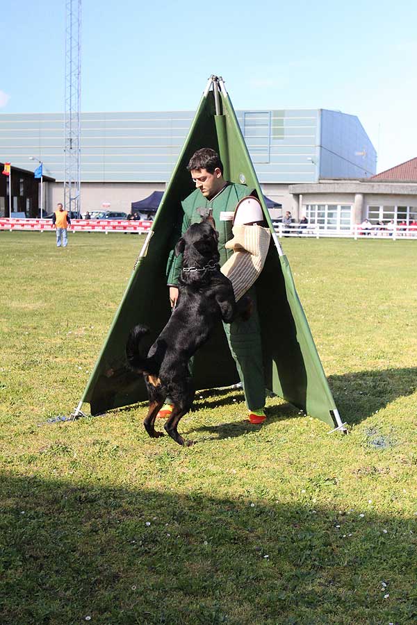 La perra madrileña Felina Aus Der Espensätte se alza en la Feira Internacional de Galicia como Campeona de España de Rottweiler en la modalidad de trabajo.