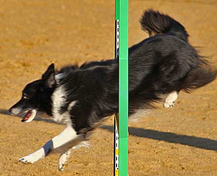 Agility del próximo fin de semana con: Club de Agility C. Cam 99 y Club de Agility Cuatro Patas.