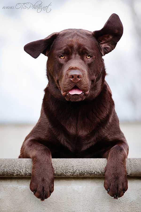 Retratos de #perros espectaculares. Fotos de OTS-photo.