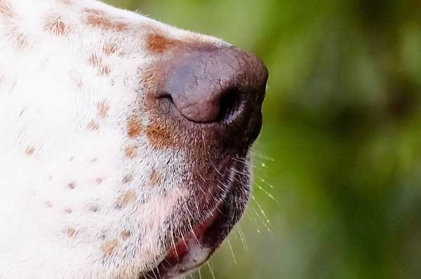 El olfato es (casi) todo para el perro, Curso de #perros detectores Nivel I.