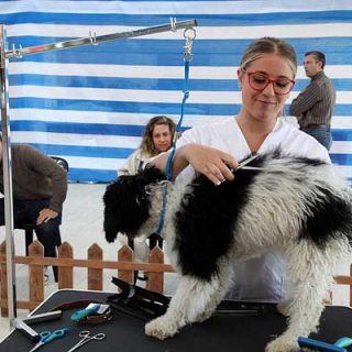 40 peluqueros caninos de distintos lugares de España participarán en el Campeonato Gallego que se celebrará en la Semana Verde de Galicia.