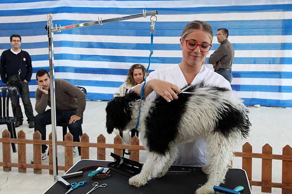 40 peluqueros caninos de distintos lugares de España participarán en el Campeonato Gallego que se celebrará en la Semana Verde de Galicia.