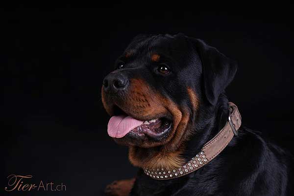 Mike Berrer, fotógrafo checo especializado en retratos de perros.