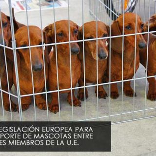 Nueva normativa para el transporte de mascotas en la UE.